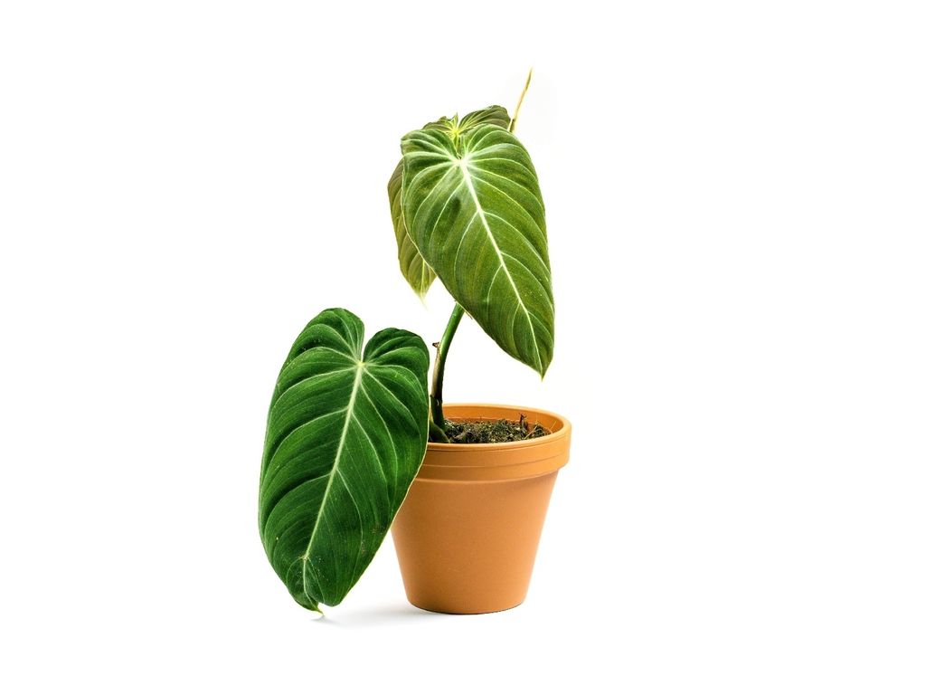 Gardners Philodendron Melanochrysum, priemer 12 cm Obrázok produktu 