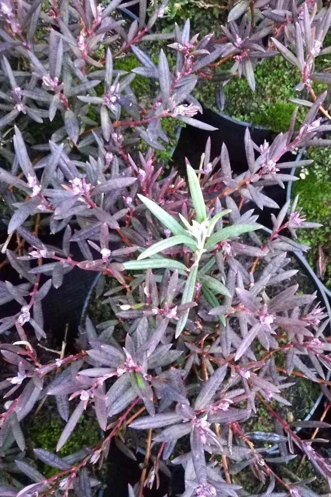 Bruyère lavande Violet Viking - Lot de 3 arbustes persistants 15-20 cm