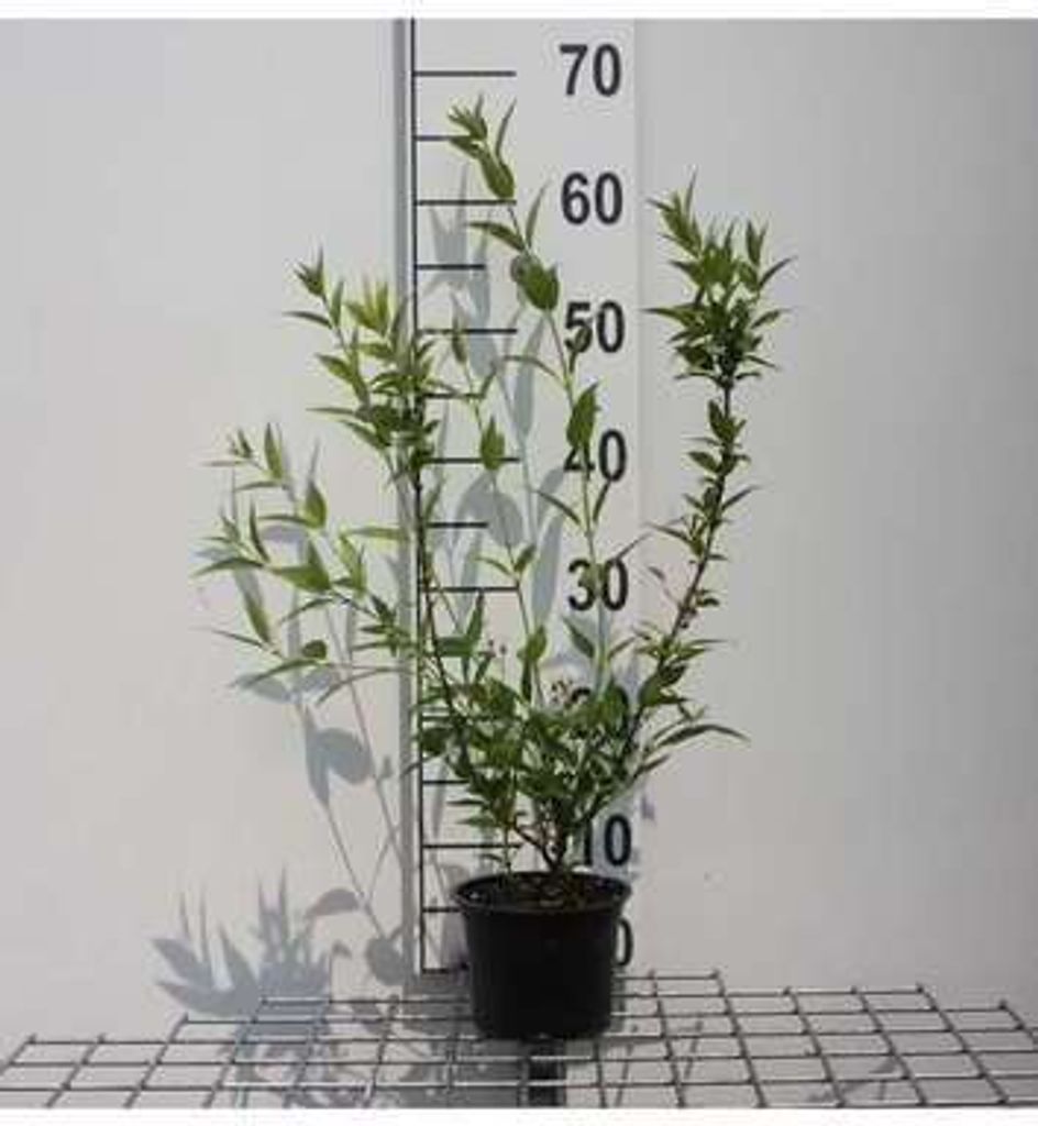 Deutzia gracilis - Maiblumenstrauch 25- 30 cm Container