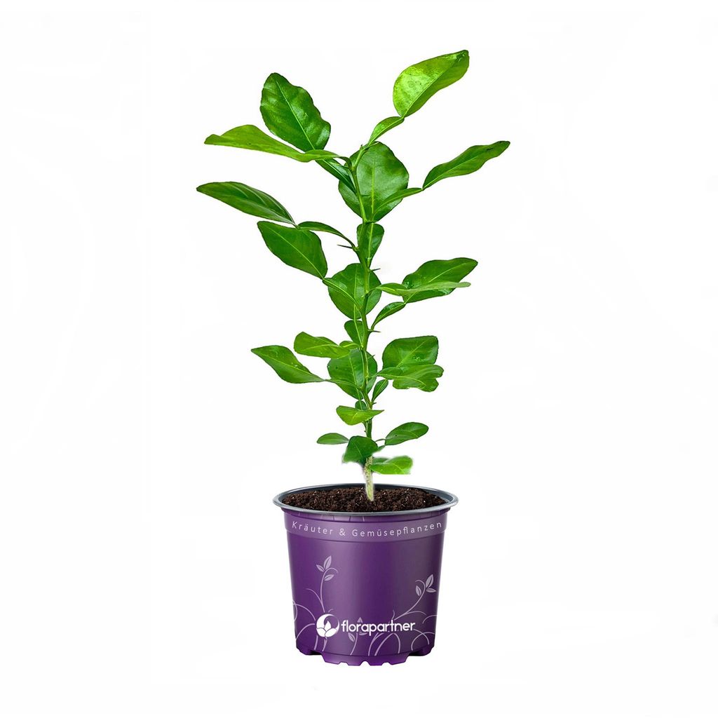 Kaffir Limette Pflanze Cytrus hystrix Kaffernlimette