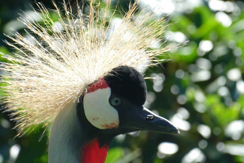 hansepuzzle 36361 - Schreitvogel Puzzle, 2000 Teile, Tierwelt, 90,0 x 60,0cm mit hochwertiger Aufbewahrung, Kartonbox & Beutel