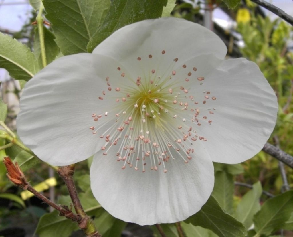 Eucryphia nymansensis Nymansy - Chilenischer Kamelienbaum - Nymanns Scheinulme - 40-60
