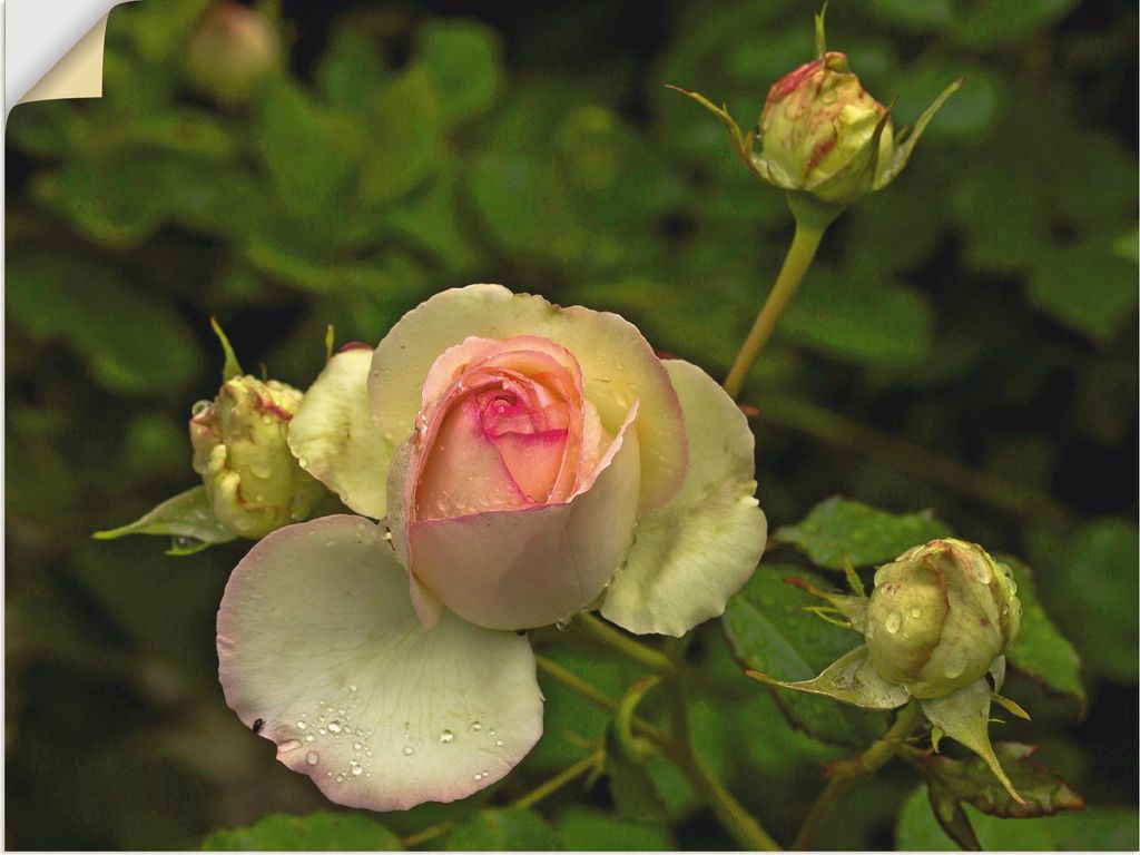 ARTland Wandbild, selbstklebend Rosa Rose Größe: 60x45 cm