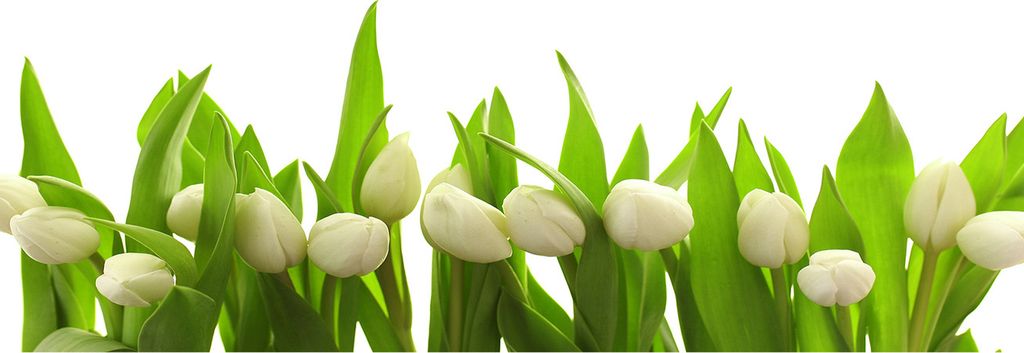 Tulup Leinwandbild - 125x50 cm - Wandkunst - Drucke auf Leinwand - Leinwanddruck - Blumen & Pflanzen - Grün - Weiße Tulpen