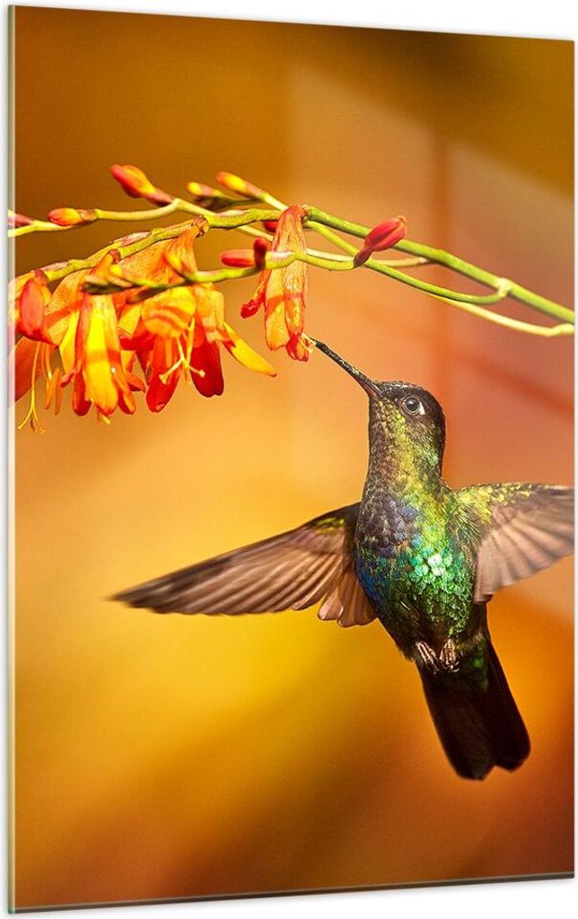 Bilder auf glas - Einteilig - Kolibri Vogel Sommer - 50x70cm - Glasbilder - Wandbilder - Bilder - zum Aufhängen bereit - Wanddekoration aus Glas -...