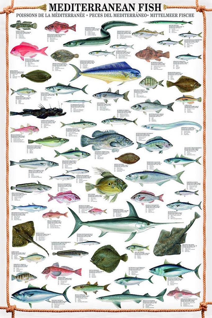 Mediterranean Fish Kunstdruck Fische des Mittelmeeres + Produktbild 