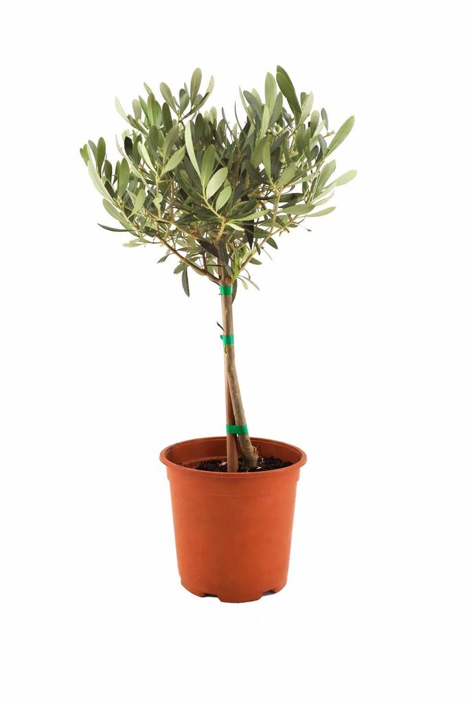 Olivenbaum Stmmchen 5060 cm  Mediterrane Olivenpflanze