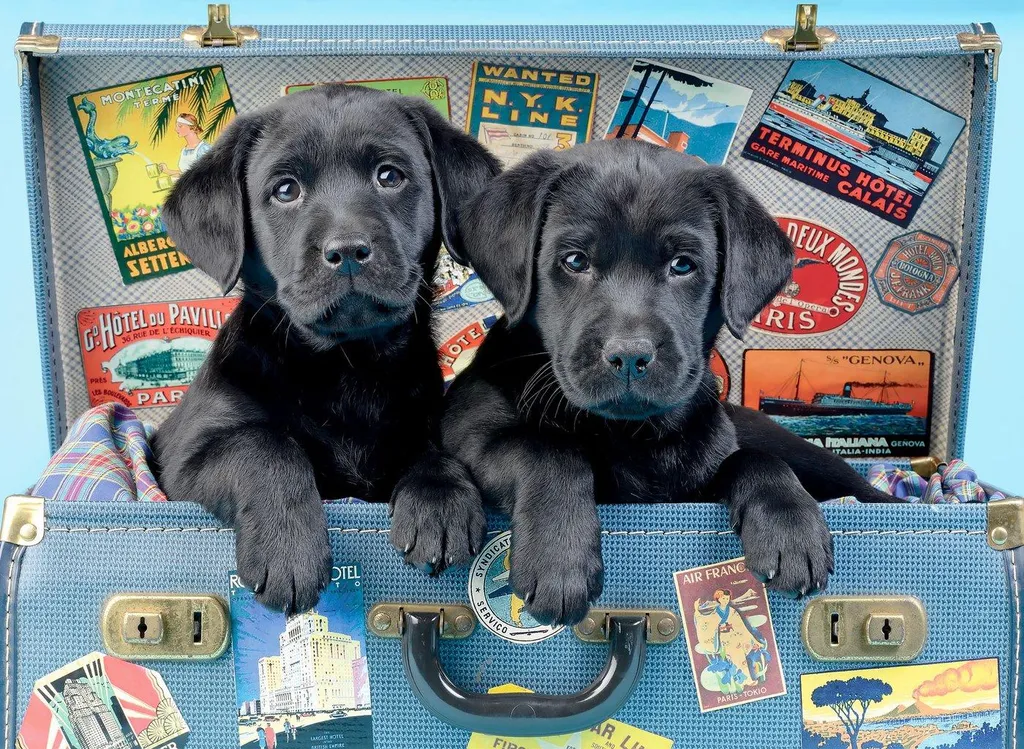 Puzzle de 500 pièces Anatolian avec chiens Labradors pour la détente