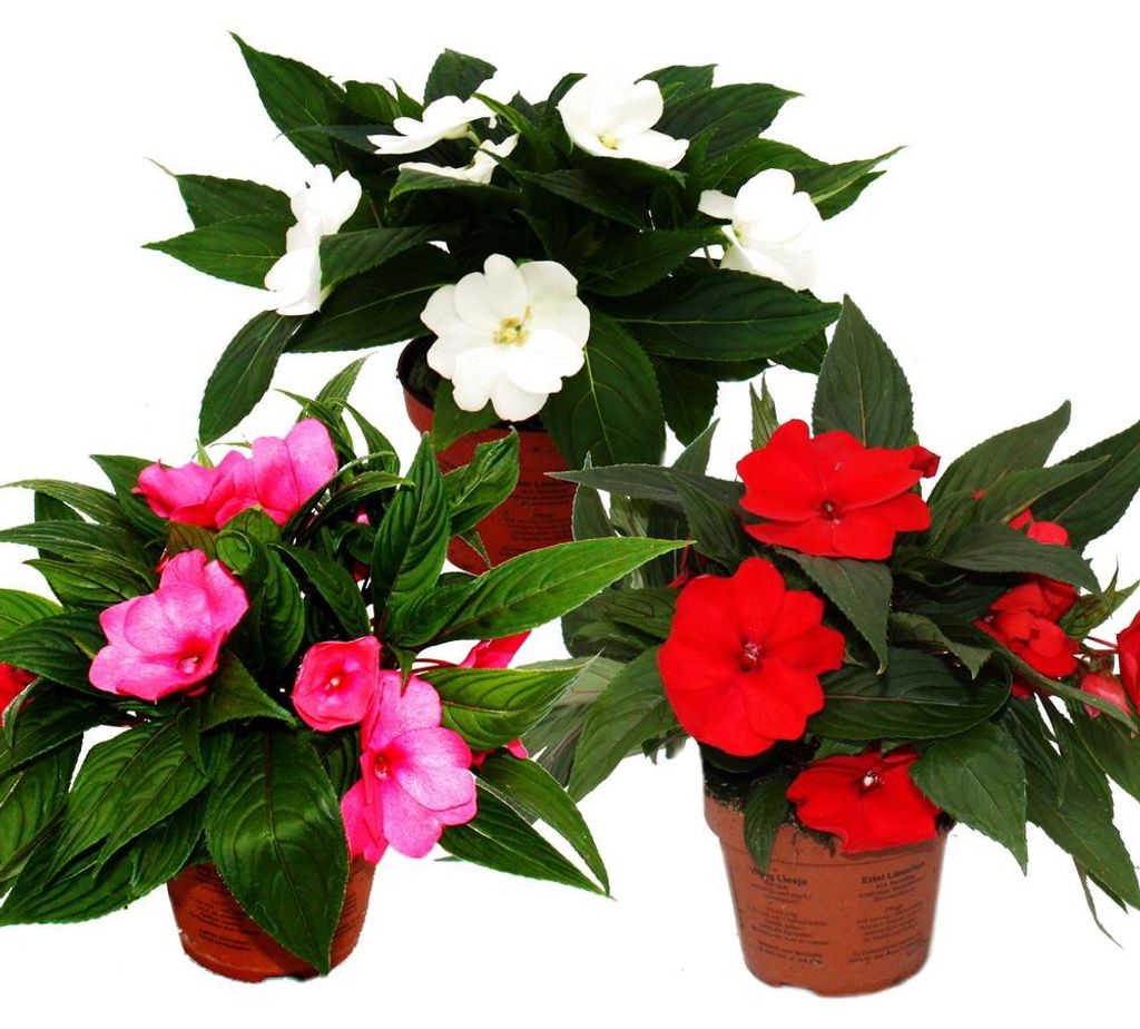 Edel-Lieschen - Impatiens Neu-Guinea - 12cm Topf - Set mit Produktbild 