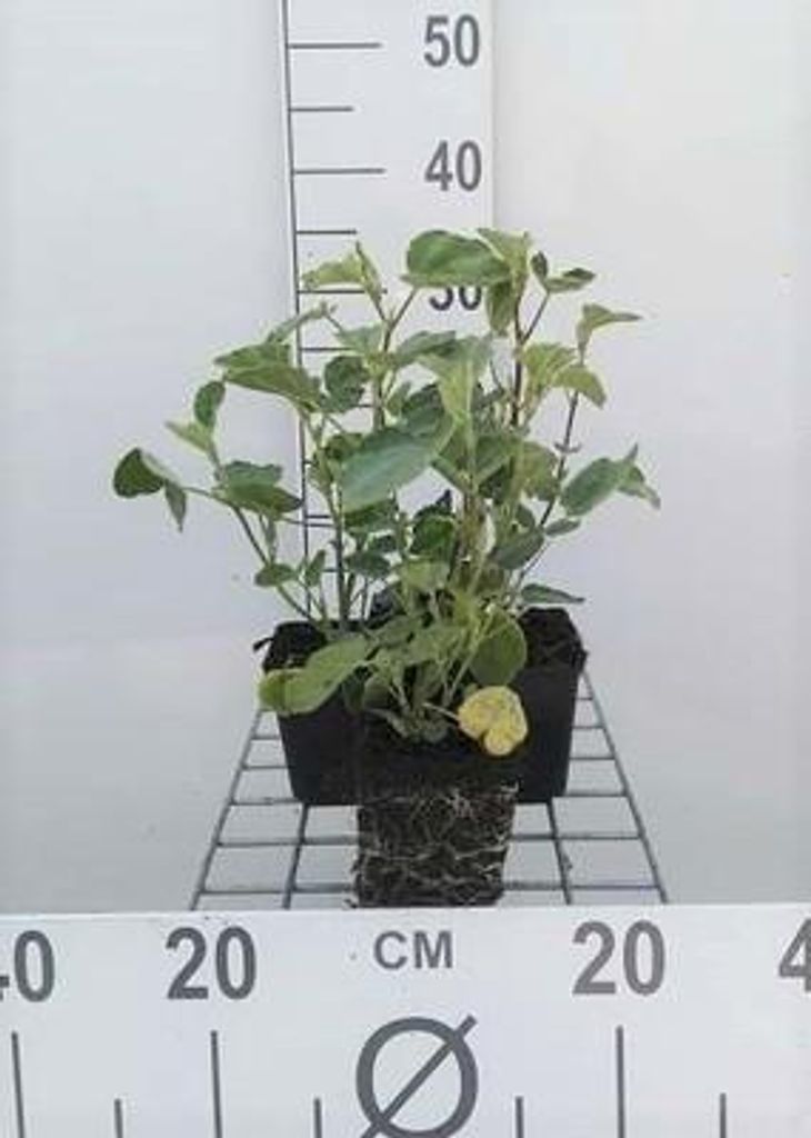 6 x Lavatera hybr. 'Rosea' - Buschmalve - Topf 9 x 9 cm