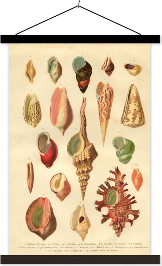 MuchoWow Textilposter Muscheln - Vintage - Zeichnung 40x60 cm mit schwarzem Rahmen - Wanddekorationen