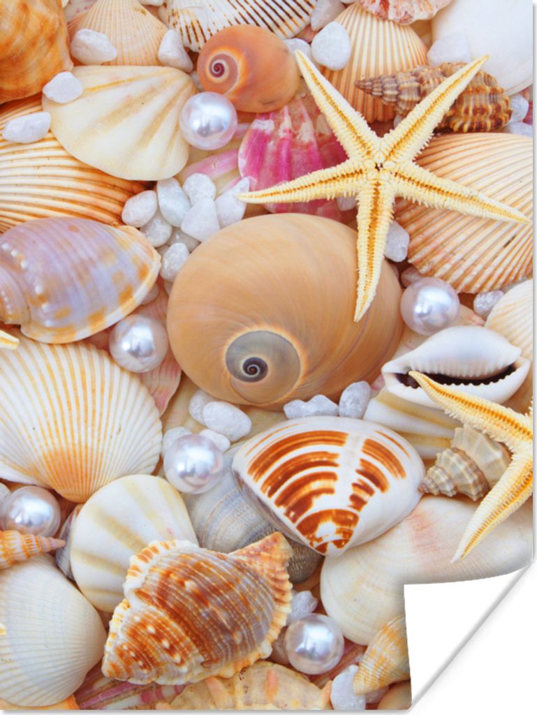 MuchoWow Poster Muscheln - Perlen - Seesterne - Strand 90x120 cm - Wohnzimmer