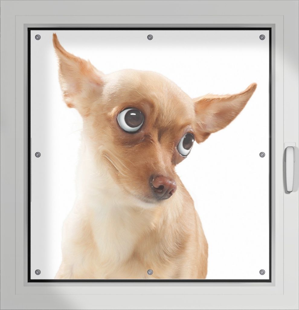 Wallario Lichtschutzbild, Dekorativer Sichtschutz Sonnenschutz 96 x 100 cm mit Motiv: Lustiger Hund mit fliegenden Ohren - Verdunklung ohne Bohren