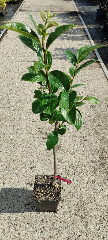 Diospyros kaki 'Cioccolatino' - Sharonfrucht - 2 Liter Topf Produktbild 