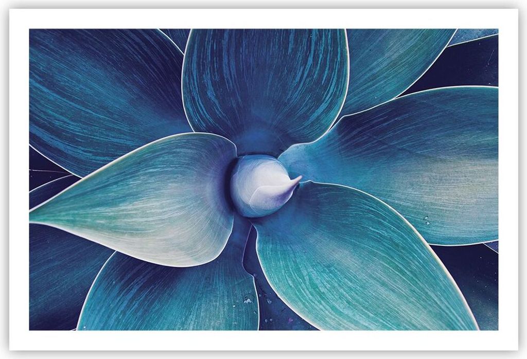 Poster - Poster ohne Rahmen - Agave Blau Blume - 91,5x61 cm - Wand Bild - Wanddeko - Wandbilder - Kunstposter - Wandposter - Bilder - Kunstdruck - ...