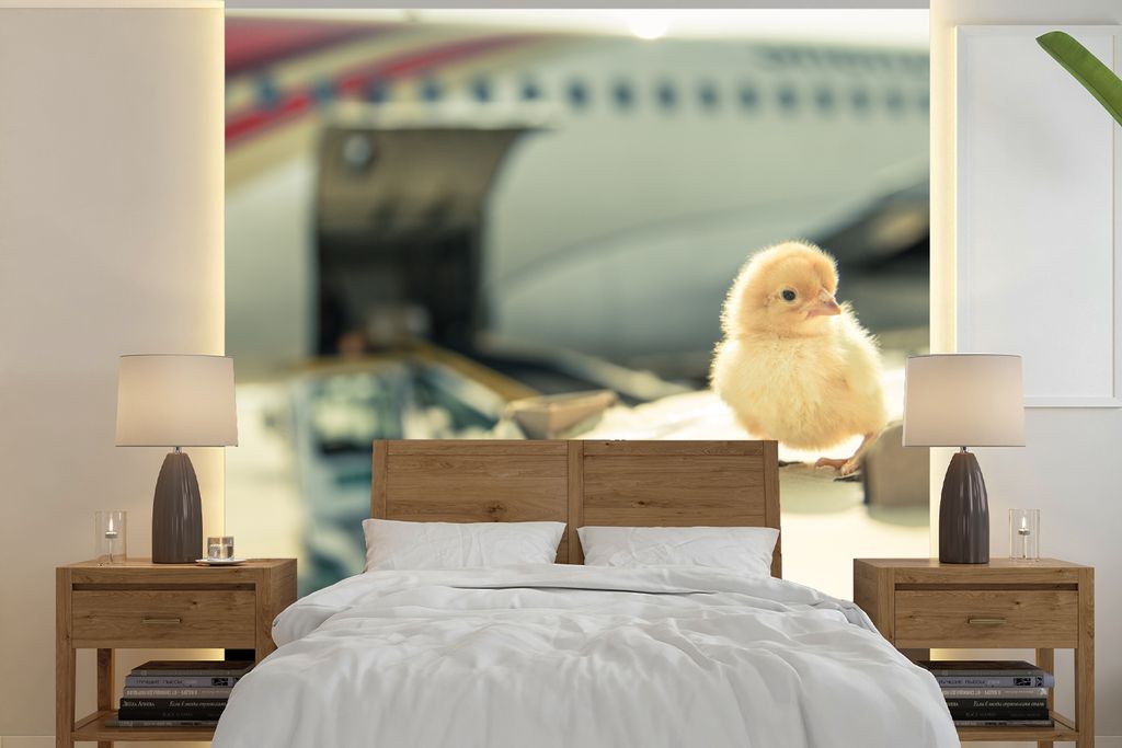 MuchoWow Fototapete für Wohnzimmer oder Schlafzimmer Wandtapete Vinyl Motivtapete Küken - Huhn - Flugzeug - 240x240 cm - Schlafzimmer-Tapete