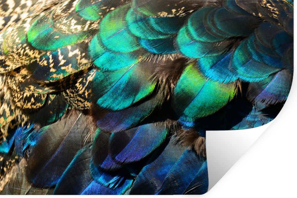 MuchoWow Wandtattoo Wandsticker Wandaufkleber Federn - Pfauenfedern - Pfau - Blau - Kunst 120x80 cm Selbstklebend und Repositionierbar - Selbstkl...
