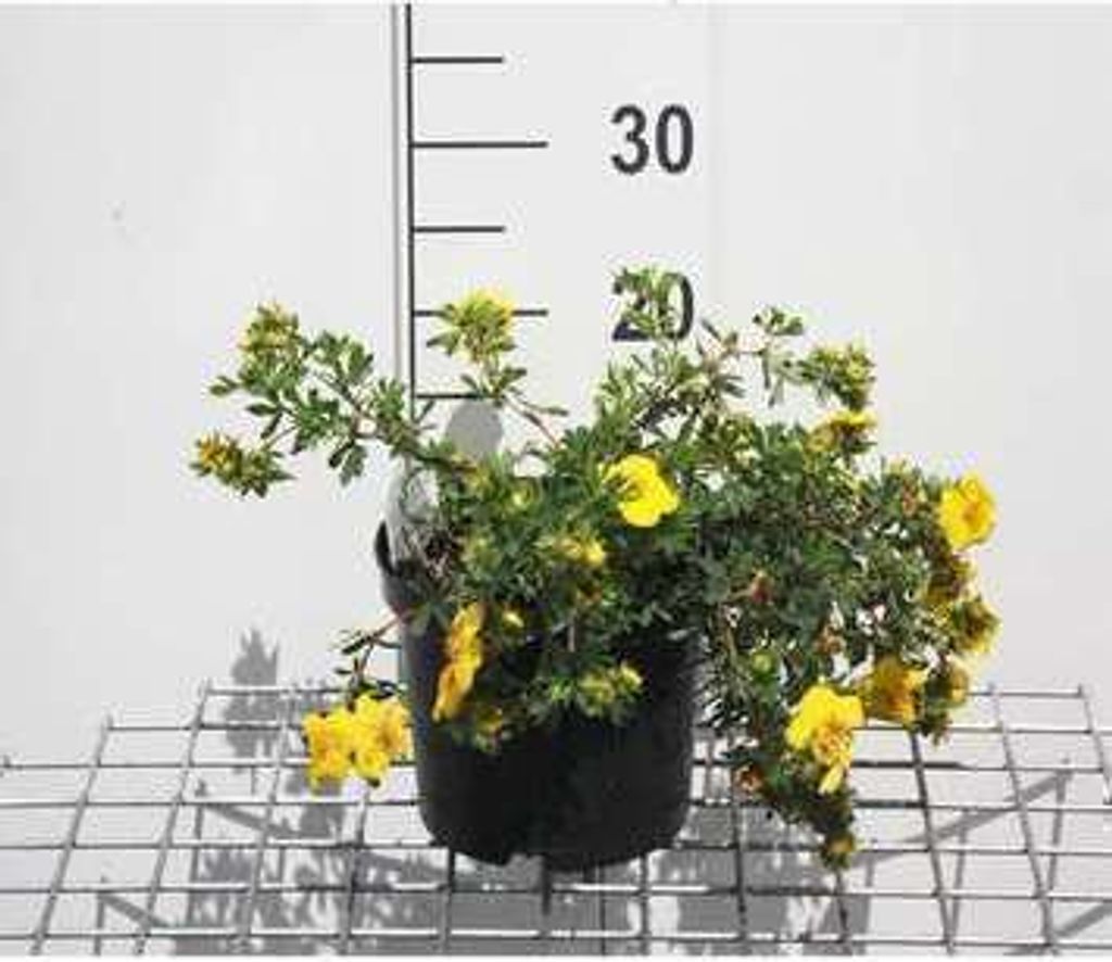 Potentilla frut. 'Goldteppich' - Fingerstrauch 25- 30 cm - Container