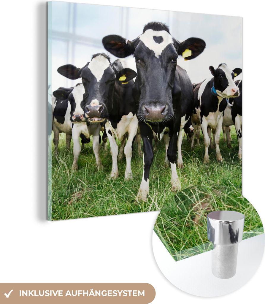 MuchoWow Glasbilder - Bilder auf Wandbild - Foto auf Glas Kühe - Gras - Frühling - Tiere - Wiese - Bauernhof 20x20 cm Wanddekoration aus Glas - A...
