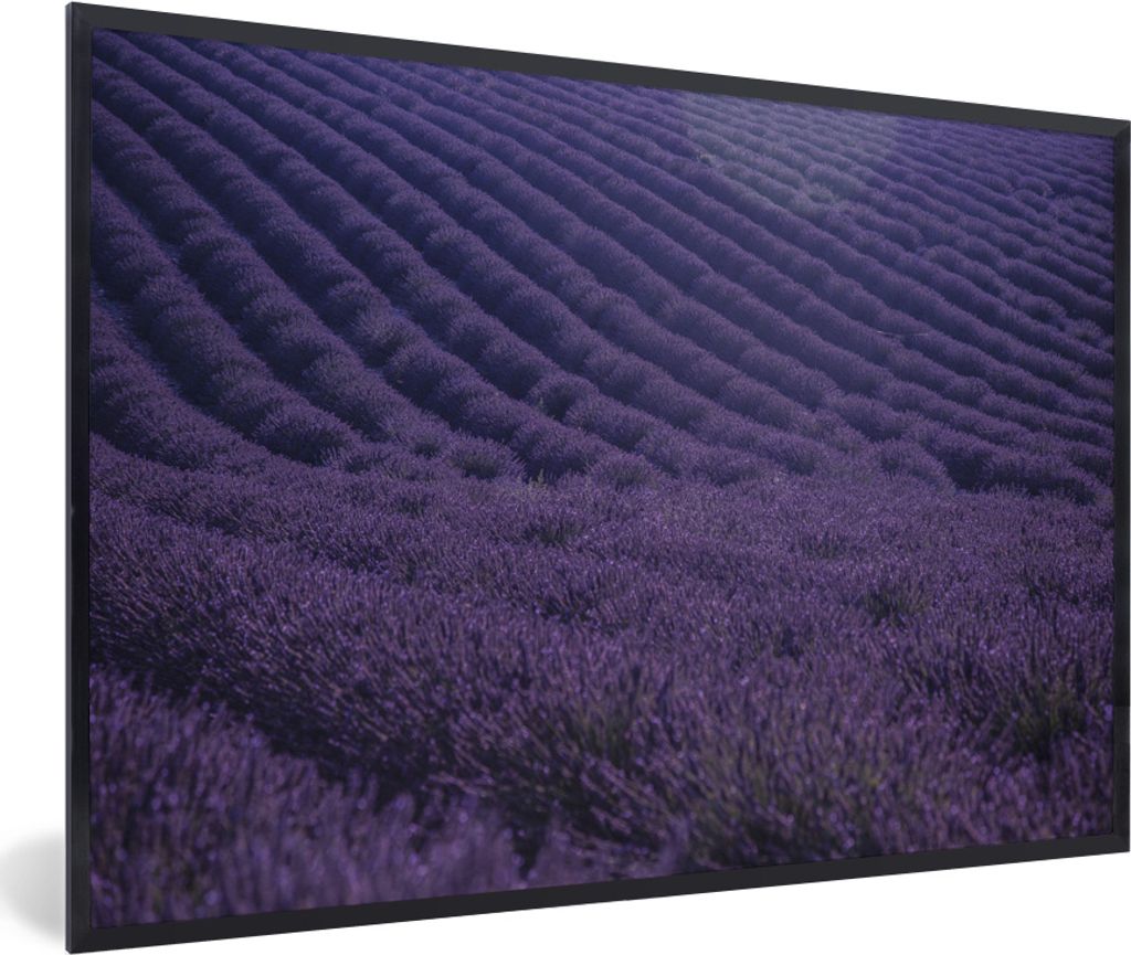 MuchoWow MuchoWow Gerahmtes Poster Blühendes Lavendelfeld auf sanften Hügeln 60x40 cm - Poster mit zchwarzem Bilderrahmen - Printing - Wandde...