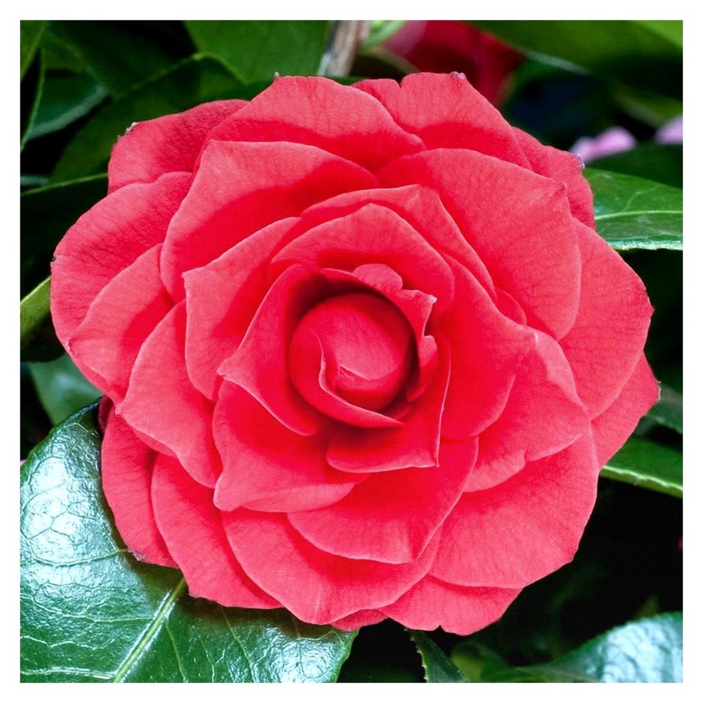 Japanische Kamelie 'Black Tie' - Winterharte und immergrüne Pflanze für Garten, Kübel und Balkon - Blühende Sträucher