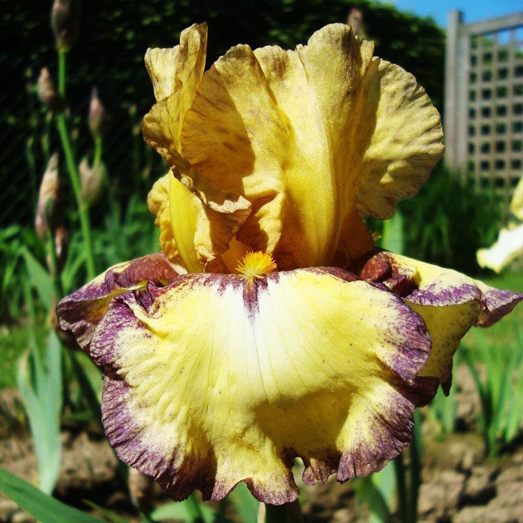 Iris Rhizom Staude Blüten Iris Germanica Deutsche Produktbild 
