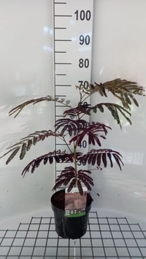 Albizia jul. Summer Chocolate Idéal pour Ombrage de Terrasse 40-50cm