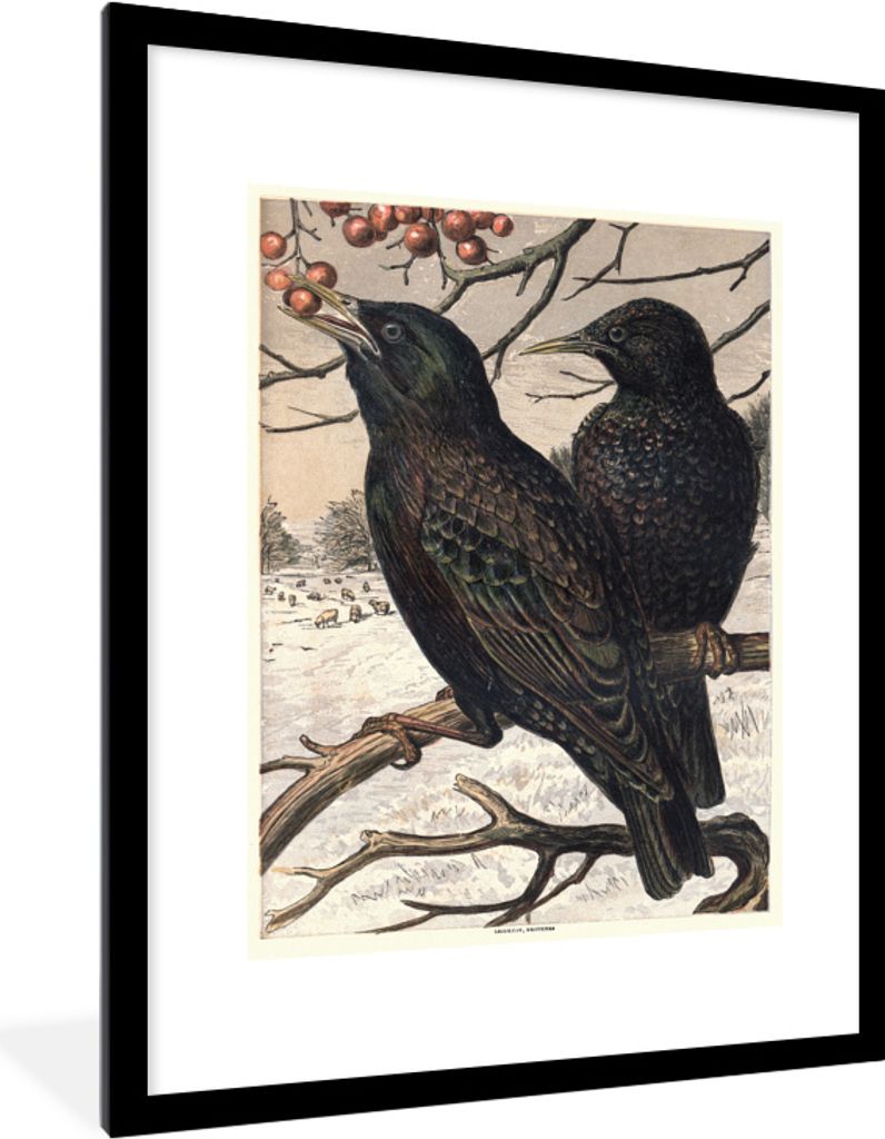 MuchoWow® MuchoWow® Gerahmtes Poster Antiker Vogeldruck Produktbild 