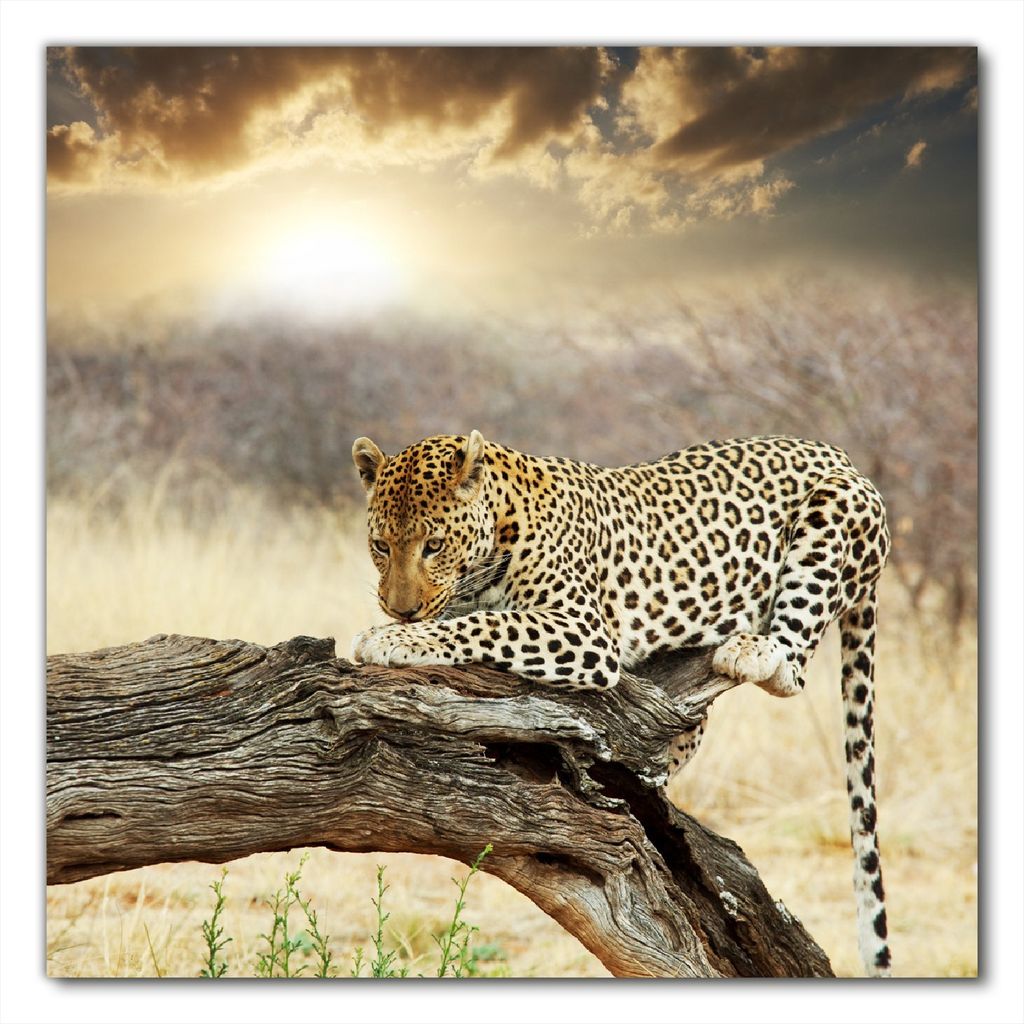 Wallario selbstklebende Möbelfolie/ Tischdecke für Innen und Außen, Größe: 90 x 90 cm - Leopard auf Baumstamm in Afrika