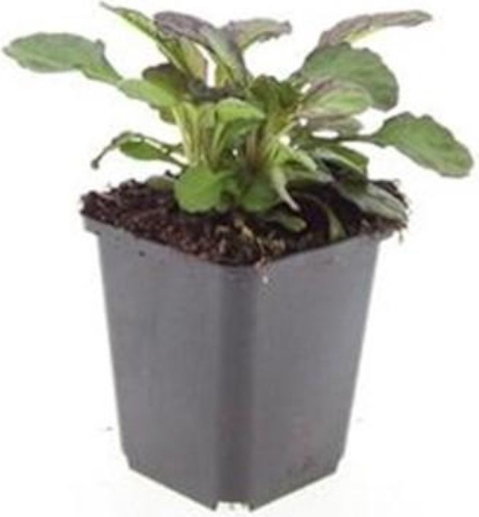 Bodendecker - Großblättriger Günsel - Ajuga reptans 'Catlin's Giant' - 9cm Topf - Set mit 12 Pflanzen