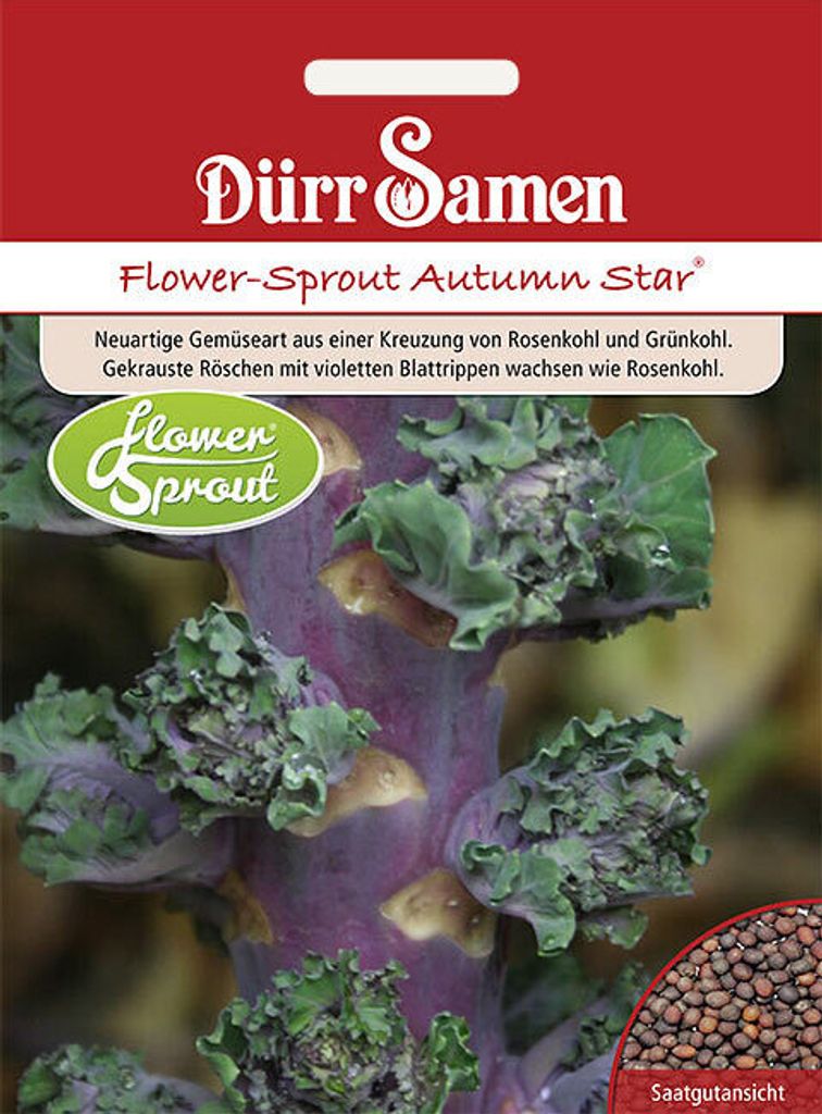DürrSamen FlowerSprouts Autumn Star Kaufland.de