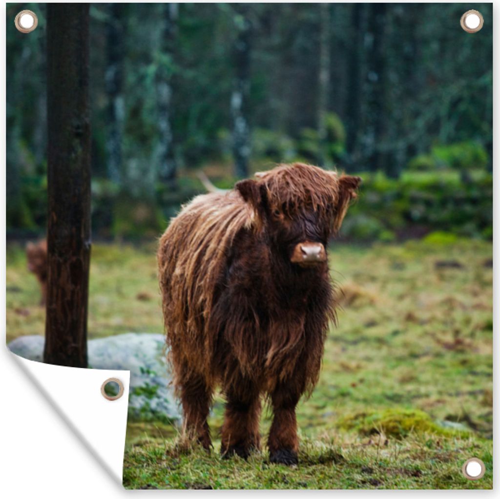 MuchoWow 100x100 cm Outdoor-Poster Gartendeko Sichtschutz Garten Poster für den Garten Schottischer Hochländer - Wald - Moos