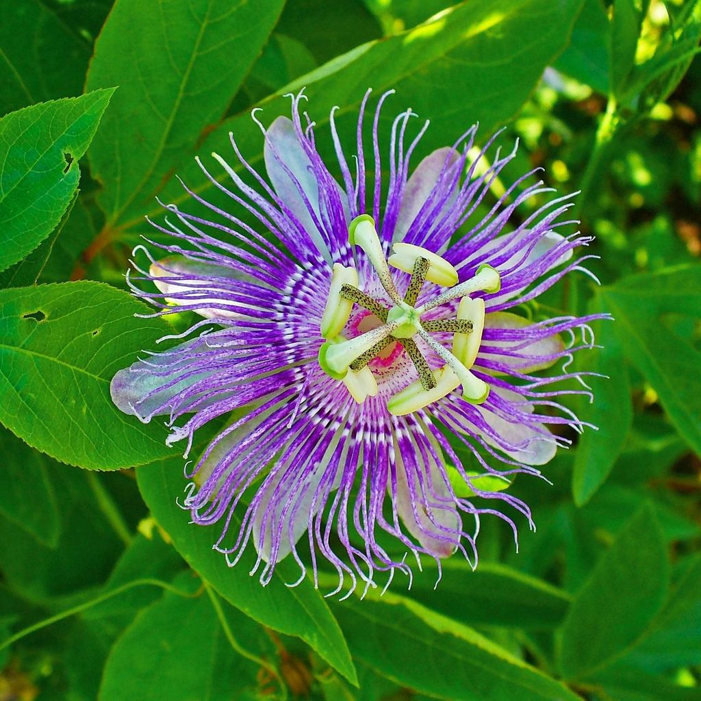 Maypop (Passiflora incarnata)  – 5 kusů Obrázek produktu 