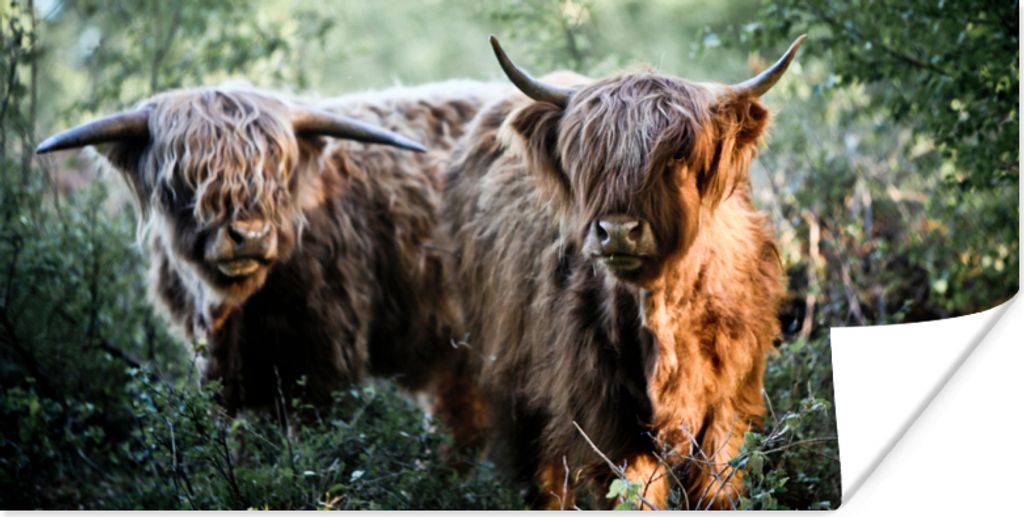 MuchoWow Poster Schottische Highlander - Wald - Tiere 80x40 cm - Wanddeko