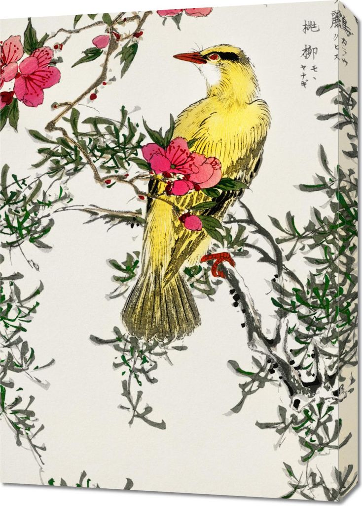 Bild 50x70cm Chinesischer Busch-Warbler, Kashu Vintage für das Wohnzimmer