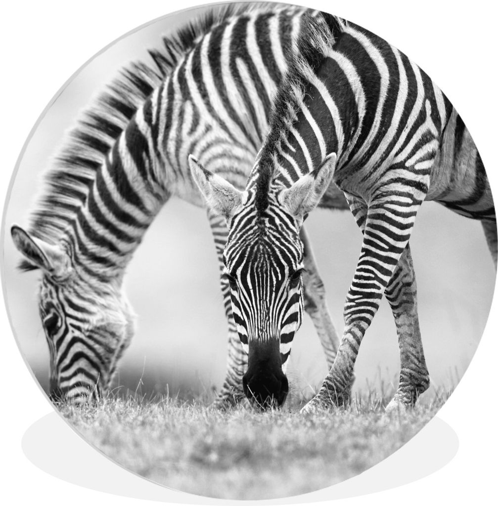 MuchoWow Rundes Wandbild - Runde Bilder Weidende Zebras Ø 30 cm Kreis Wanddekoration Kunststoff - Wandkreis - Wandschmuck - Schlafzimmer - Bilde...