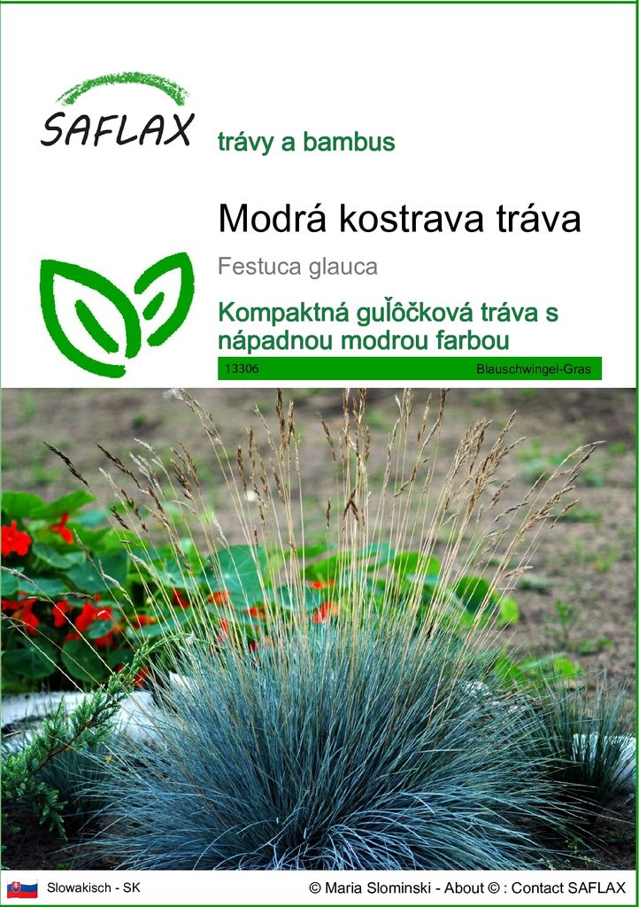 SAFLAX - Modrá kostrava tráva - Festuca glauca - 50 Semená Obrázok produktu 
