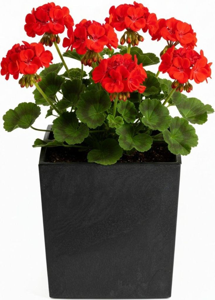 HowHomely | Blumentopf - Pflanzgefäß - schwarz - B29x30 cm - Blumenkübel - Betonstruktur - Dekorativ