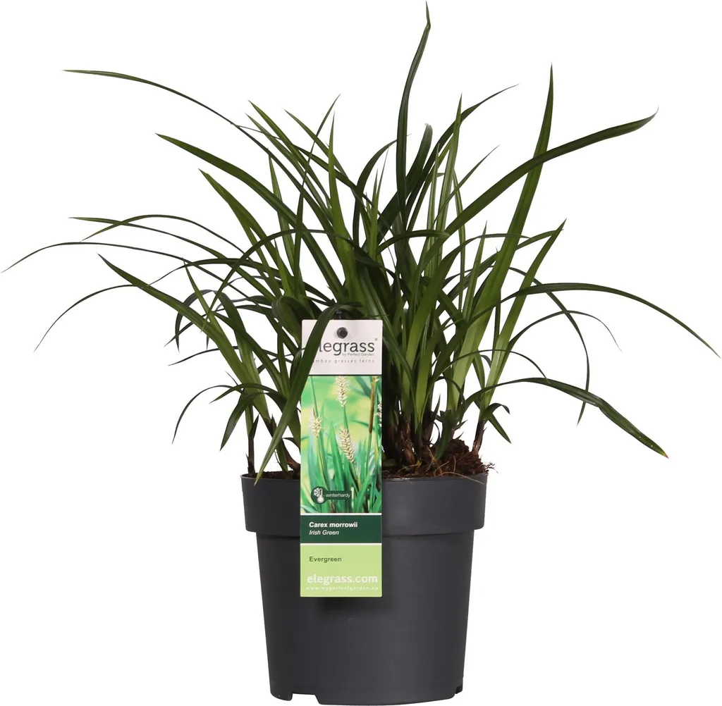 Carex morrowii Irish Green plante persistante anti-mauvaises herbes