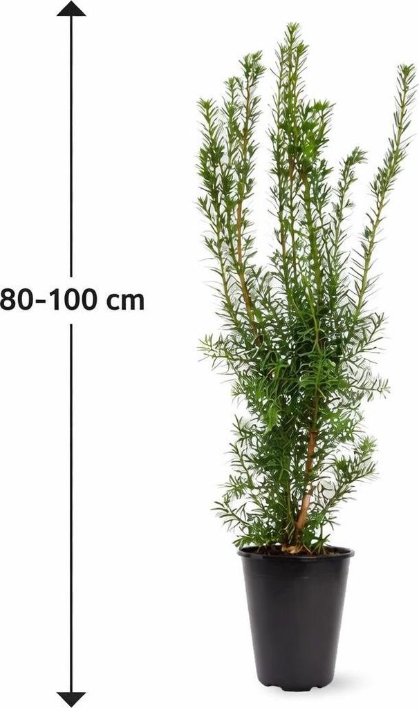Stĺpovitý tis Hicksii 80–100 cm – Taxus media „Hicksii“ Obrázok produktu 