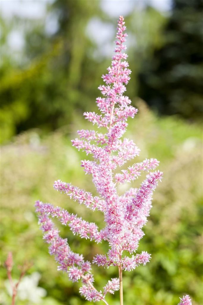 Astilbe x arendsii 'Cattleya', Prachtspiere, rosa, ca. 9x9 cm Topf