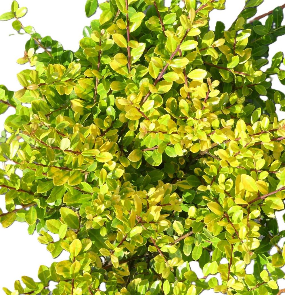 3 Stück Japanische Stechpalme gelber Bergilex Ilex crenata Golden Gem 30 - 40 cm
