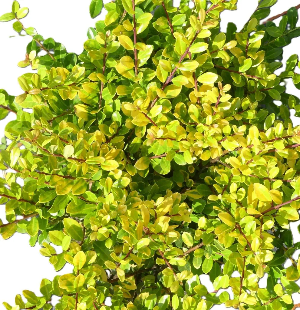 Houx du Japon Ilex Golden Gem : 3 Arbustes résistants sans Pyrale 30-40cm