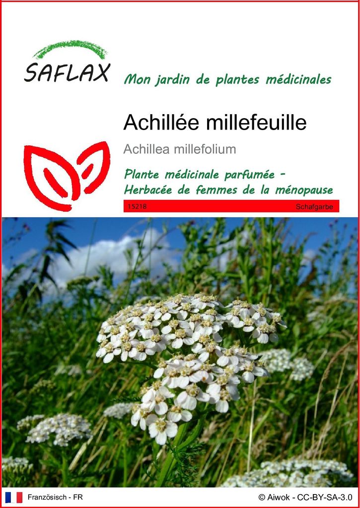 SAFLAX  - Achillée millefeuille - 200 graines - Achillea Image du produit 