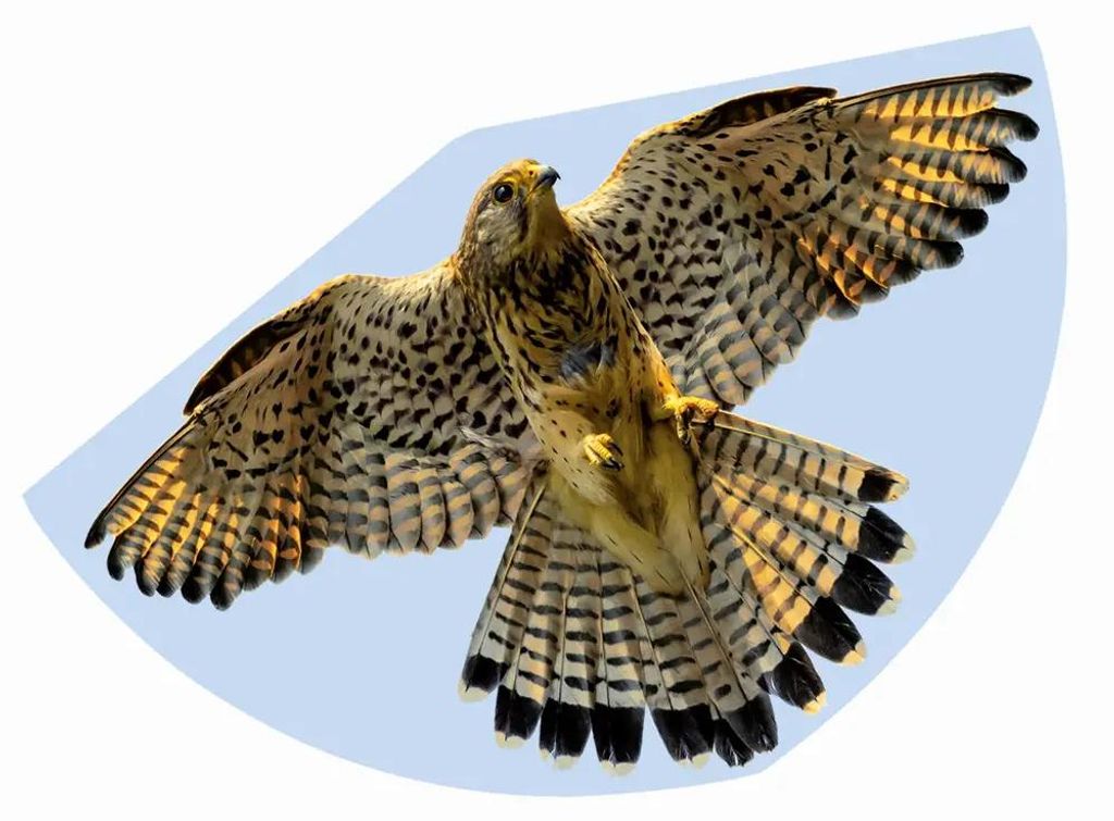 Drachen Falke, 92x62 cm, GÜNTHER, modelo 1230, lámina Imagen del producto 