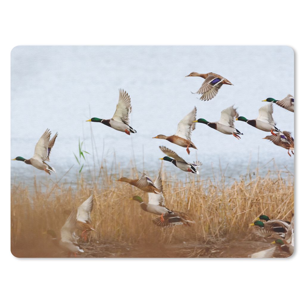 MuchoWow Mauspad Mousepad Ente - Vogel - Schilf - Wasser - Enten 23x19 cm - Mousepads - Maus Mat - Pad - Mausunterlage - Schreibtischunterlage - ...