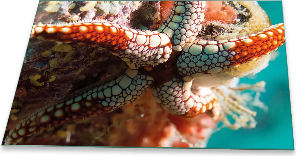 Coprifornelli e Alzatina Vetro 80x52 - Decorazione Mondo Sommerso
