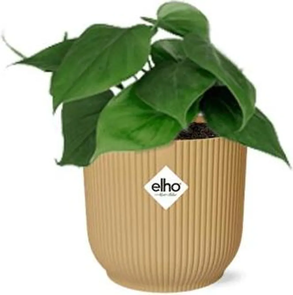 Philodendron grimpant en pot jaune 14cm : feuillage dense et robuste
