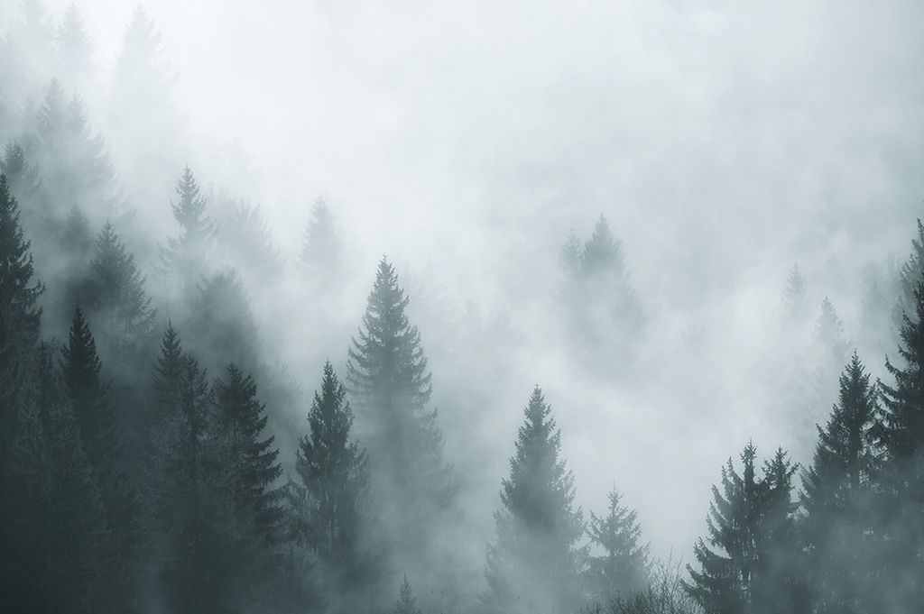 Muralo Fototapete Wald im Nebel 368 (B) x 254 (H) cm Vlies Tapete Wandtapeten Bäume Wohnzimmer Schlafzimmer moderne Wandbilder XXL Landschaft Pano...