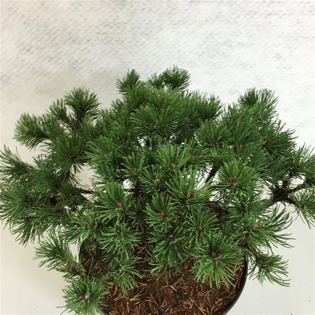Pinus mugo 'Corley's Mat' - Latschenkiefer | 25-30 cm im topf